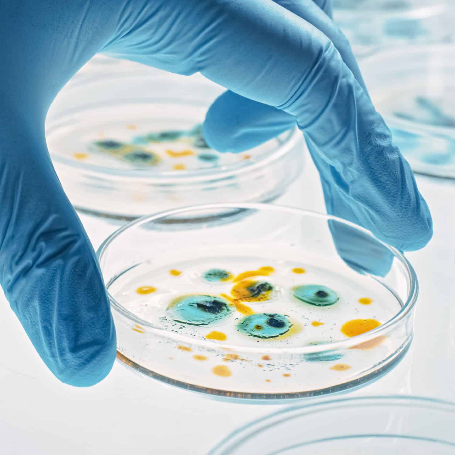 pertri-dish